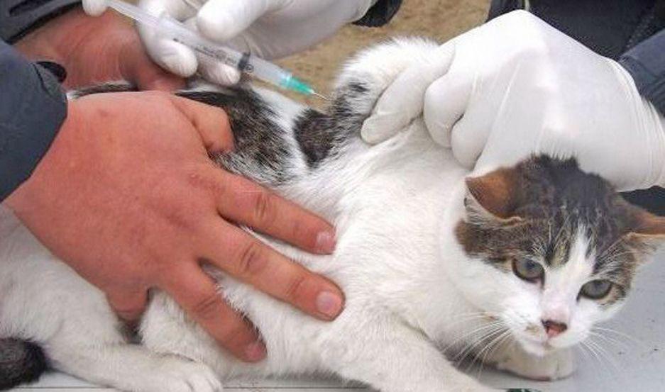 Realizaraacuten campantildea de vacunacioacuten antirraacutebica y desparasitacioacuten gratuita
