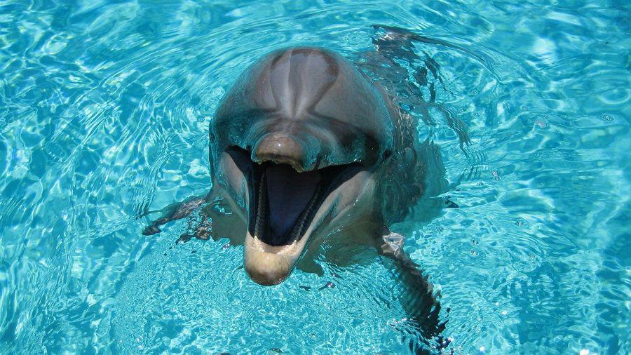 Delfines se ldquodroganrdquo con un pez globo