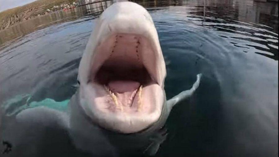 Beluga se roba una GoPro se hunde en el fondo del mar iexcly despueacutes la devuelve
