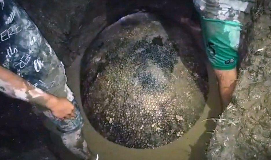 El caparazón de un gliptodonte fue hallado en el Arroyo Alegre