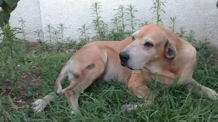 Perro fiel- espera a su duentildeo que fallecioacute hace dos antildeos