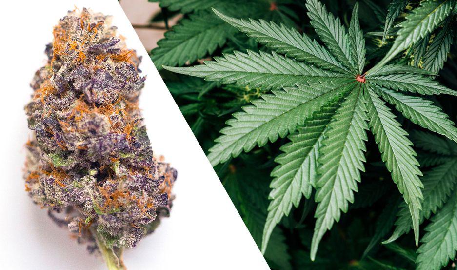 El uso medicinal del cannabis sigue dividiendo las opiniones
