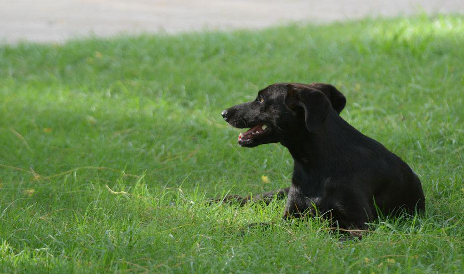 La m�xima llegar� a 33�