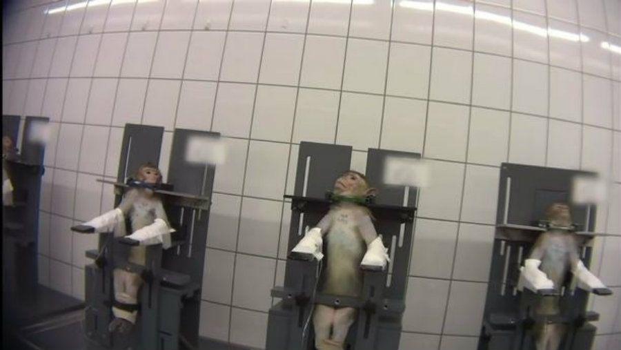 Filtran repugnante video sobre las torturas que reciben los monos en un laboratorio alemaacuten