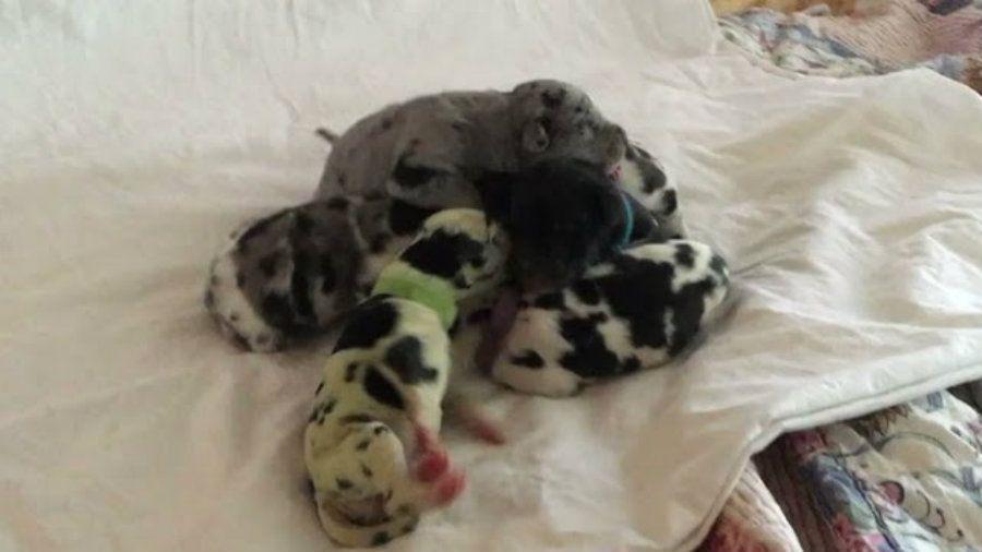 Insoacutelito- una perra dio a luz a cachorros de color verde