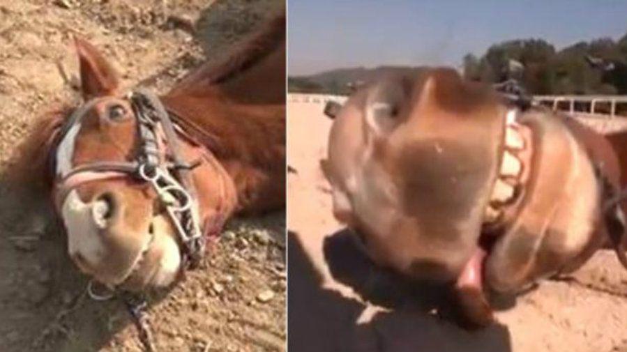 El caballo que se tira al piso para no ser montado