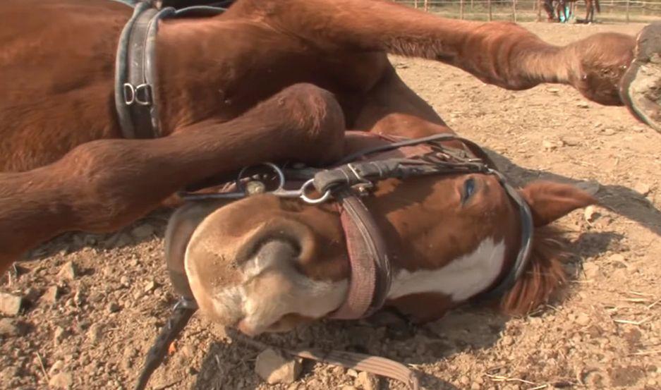 VIDEO  Un caballo se hace el muerto cada vez que quieren llevarlo a trabajar