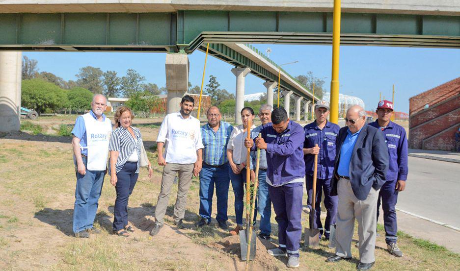 Plantaron aacuterboles para recordar la erradicacioacuten de la poliomielitis