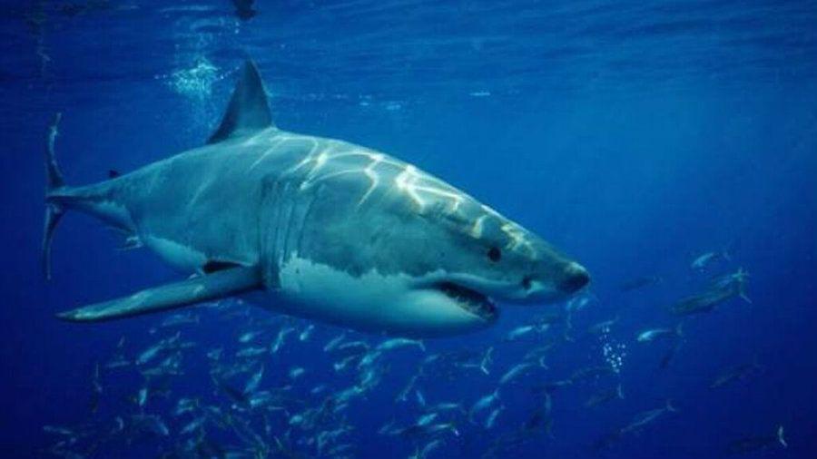 Filman tiburoacuten blanco nadando de espaldas y mostrando los dientes
