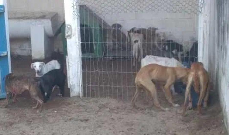 Tucumaacuten- No son real los allanamientos donde se secuestroacute chorizos hechos de carne de perro