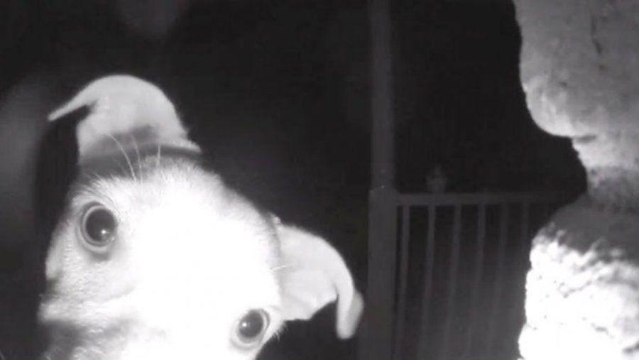 Video viral- Un perro toca el timbre de una casa para que le abran la puerta
