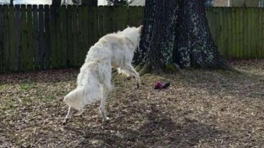 El perro con el hocico maacutes largo del mundo causa furor en las redes sociales