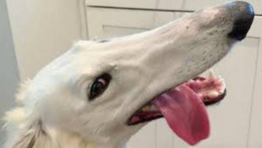 El perro con el hocico maacutes largo del mundo causa furor en las redes sociales