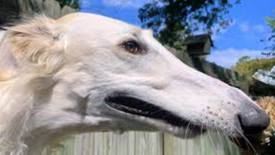 El perro con el hocico maacutes largo del mundo causa furor en las redes sociales