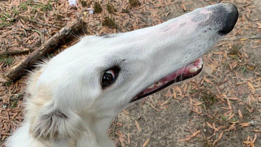 El perro con el hocico maacutes largo del mundo causa furor en las redes sociales
