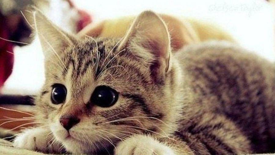 El gato con cara de humano que se volvioacute viral en las redes sociales