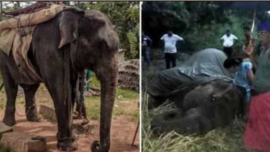 Tristeza- Elefante murioacute por agotamiento