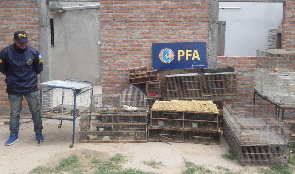 La propiedad en donde se encontraban las aves fue allanada por la policía