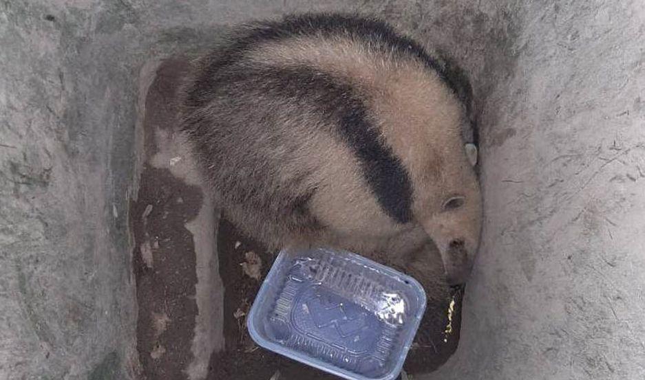 Rescataron un oso melero que deambulaba en avenida 25 de Mayo