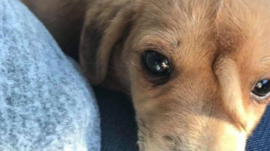 El perro unicornio que se volvioacute furor en las redes sociales