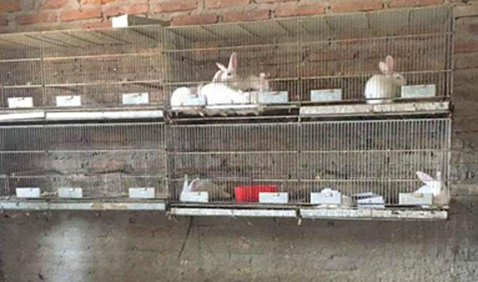 Traacutefico de animales- rescatan 600 aves en peligro de extincioacuten