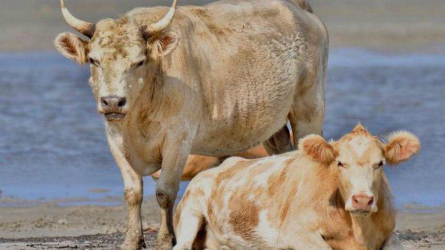 Increiacuteble- Huracaacuten se llevoacute tres vacas y aparecieron dos meses despueacutes