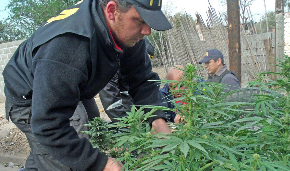 Fueron a allanar una vivienda por un robo y descubren maacutes de 40 plantas de marihuana