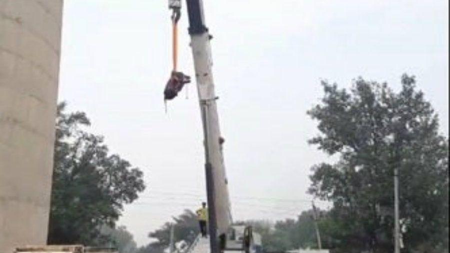 Un enorme toro se subioacute a una torre y iexcltuvieron que bajarlo con una gruacutea