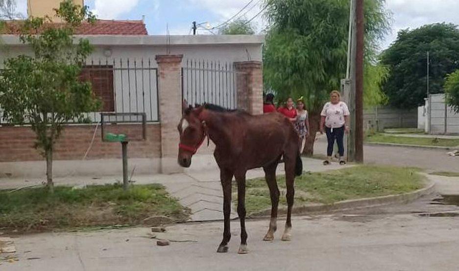Alerta Banda y un grupo de vecinos le salvaron la vida a una yegua