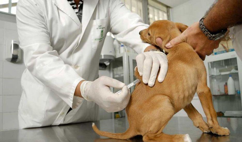 Invitan a sumarse a la Jornada de Vacunacioacuten de Caninos y Felinos