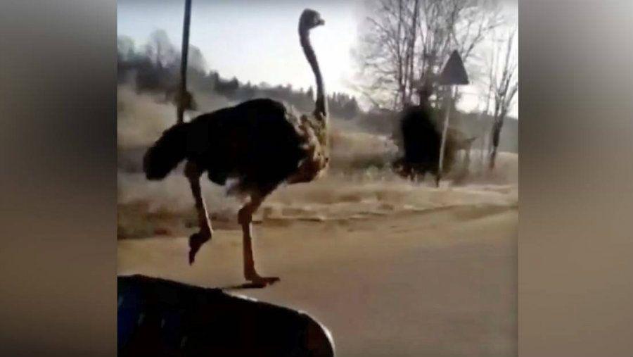 Un avestruz escapando del invierno se volvioacute viral