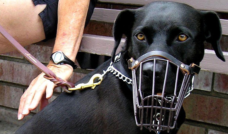 Advierten sobre responsabilidad de duentildeos de perros peligrosos