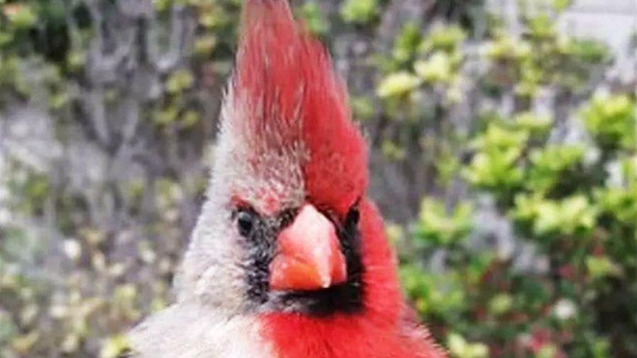 Descubren un paacutejaro mitad macho mitad hembra