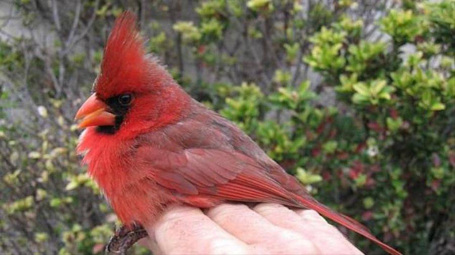 Descubren un paacutejaro mitad macho mitad hembra