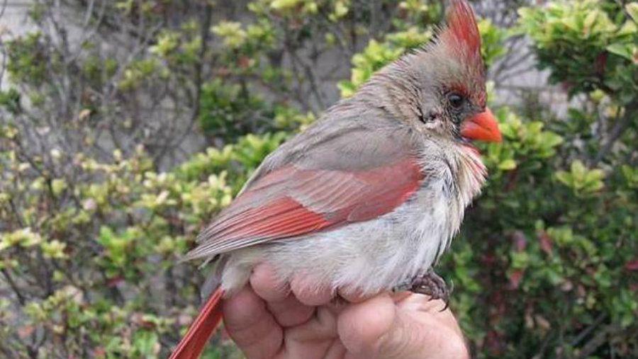 Descubren un paacutejaro mitad macho mitad hembra