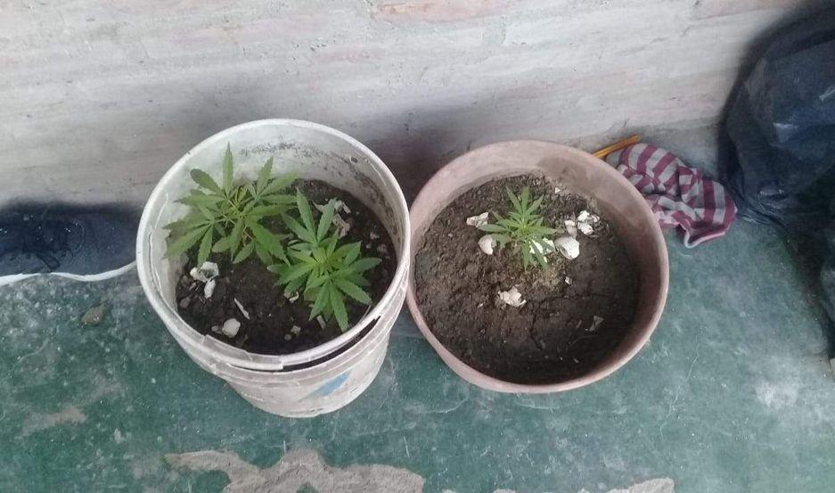 Los buscaban por haber cometido un robo y descubren que teniacutean plantas de marihuana