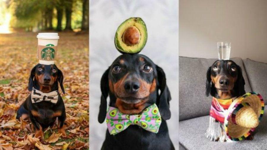 El perro equilibrista que sorprende al mundo