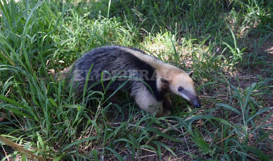 Oso melero fue rescatado luego de que se enfrentara a unos perros
