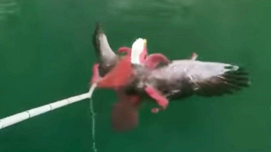 Viral- un aacuteguila intentoacute cazar un pulpo pero acaboacute sufriendo