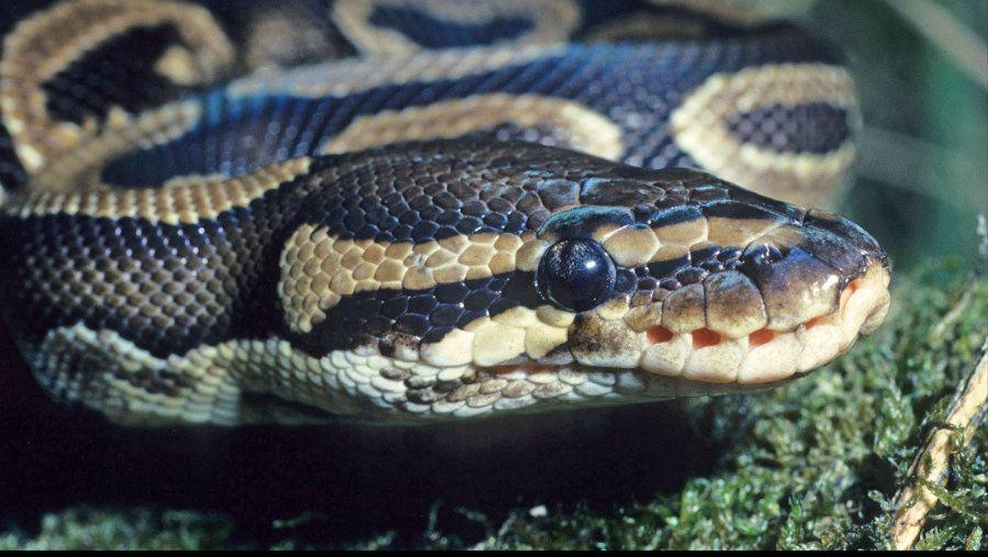 Insoacutelito- Familia encuentra una enorme serpiente enrollada en su aacuterbol de navidad