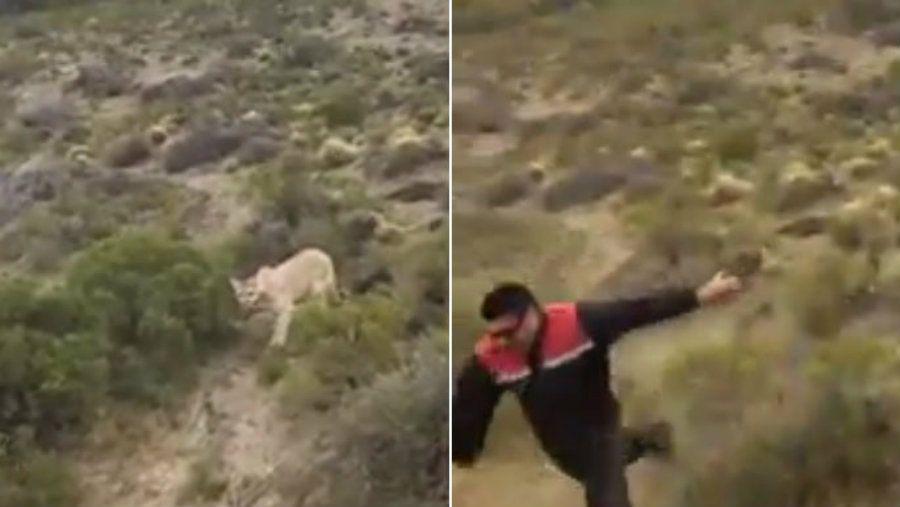 Hombre es perseguido por un puma en un cerro