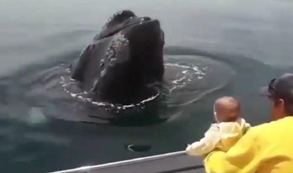 VIDEO  Grabaron a una beba jugando con una ballena en Chubut