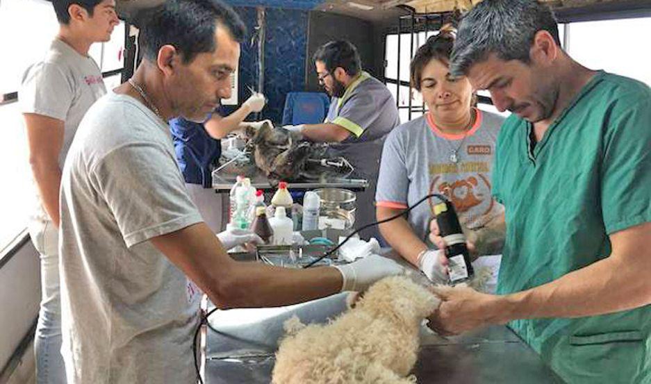 En dos meses se realizaron maacutes de 300 castraciones