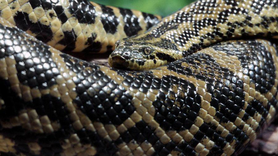 Tres personas luchan contra una enorme Anaconda que intenta comerse a su perro