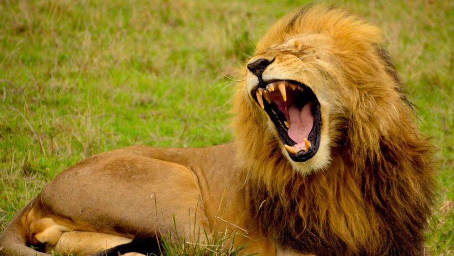 Un hombre fue atacado por un leoacuten mientras defecaba en un bosque