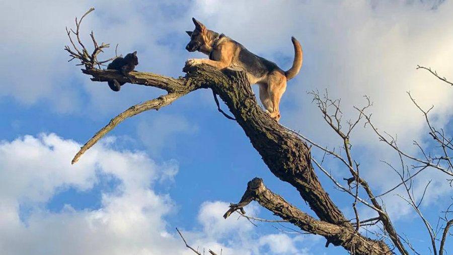 Un gato y un perro tuvieron que ser rescatados por bomberos de la cima de un aacuterbol