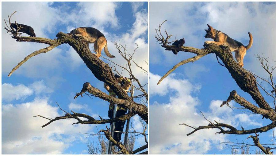 Un gato y un perro tuvieron que ser rescatados por bomberos de la cima de un aacuterbol