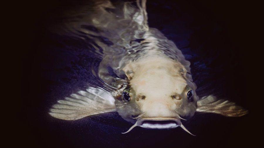 Pez gato cae del cielo y rompe el parabrisas de un vehiacuteculo