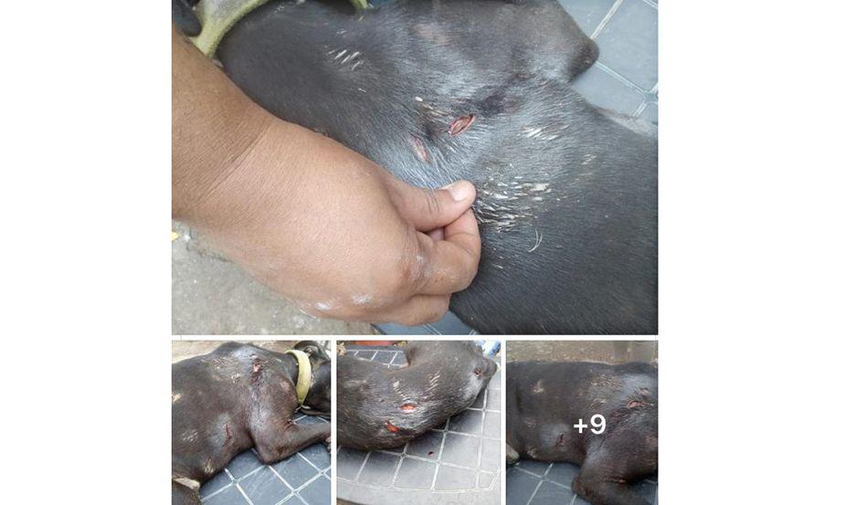 PUJA EN LA WEB El hecho fue ventilado en las redes sociales Hay fotografías del Pitbull con las heridas