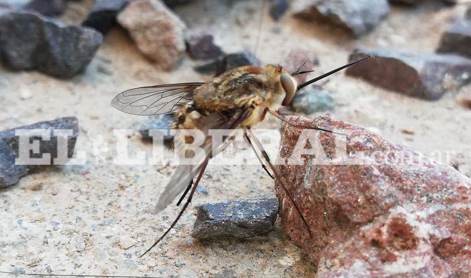 Los tbanos fueron descubiertos en la zona Oeste de Loreto